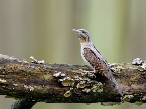 Krętogłów (ang. Eurasian Wryneck, łac. Jynx torquilla) - 9298- Fotografia Przyrodnicza - WlodekSmardz.pl