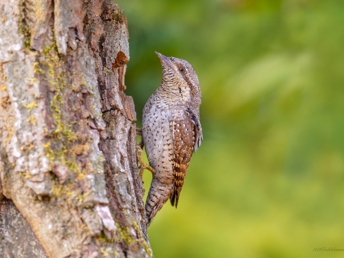Krętogłów (ang. Eurasian Wryneck, łac. Jynx torquilla) - 0348- Fotografia Przyrodnicza - WlodekSmardz.pl