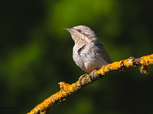 Krętogłów (ang. Eurasian Wryneck, łac. Jynx torquilla) - 8482- Fotografia Przyrodnicza - WlodekSmardz.pl