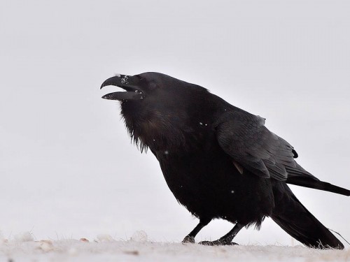 Kruk (ang. Common Raven, łac. Corvus corax)- Fotografia Przyrodnicza - WlodekSmardz.pl