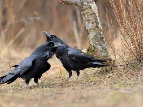 Kruk (ang. Common Raven, łac. Corvus corax) - 5658- Fotografia Przyrodnicza - WlodekSmardz.pl