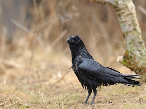 Kruk (ang. Common Raven, łac. Corvus corax) - 5938- Fotografia Przyrodnicza - WlodekSmardz.pl