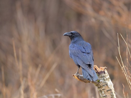 Kruk (ang. Common Raven, łac. Corvus corax) - 5712- Fotografia Przyrodnicza - WlodekSmardz.pl