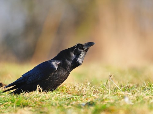 Kruk (ang. Common Raven, łac. Corvus corax) - 2208- Fotografia Przyrodnicza - WlodekSmardz.pl