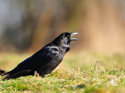 Kruk (ang. Common Raven, łac. Corvus corax) - 2200- Fotografia Przyrodnicza - WlodekSmardz.pl