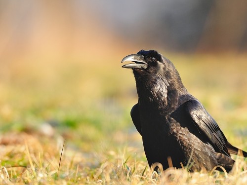 Kruk (ang. Common Raven, łac. Corvus corax) - 2041- Fotografia Przyrodnicza - WlodekSmardz.pl