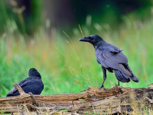 Kruk (ang. Common Raven, łac. Corvus corax) - 1667- Fotografia Przyrodnicza - WlodekSmardz.pl