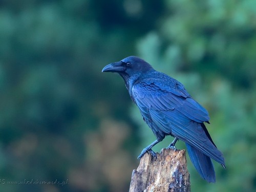 Kruk (ang. Common Raven, łac. Corvus corax) - 1166- Fotografia Przyrodnicza - WlodekSmardz.pl