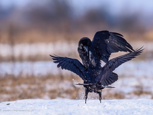 Kruk (ang. Common Raven, łac. Corvus corax) - 2775- Fotografia Przyrodnicza - WlodekSmardz.pl