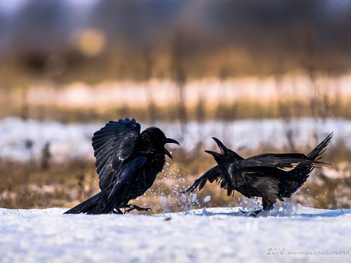 Kruk (ang. Common Raven, łac. Corvus corax) - 2779- Fotografia Przyrodnicza - WlodekSmardz.pl