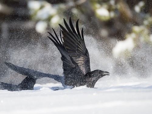 Kruk (ang. Common Raven, łac. Corvus corax)- 7444- Fotografia Przyrodnicza - WlodekSmardz.pl