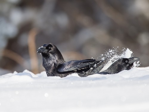 Kruk (ang. Common Raven, łac. Corvus corax)- 7419- Fotografia Przyrodnicza - WlodekSmardz.pl