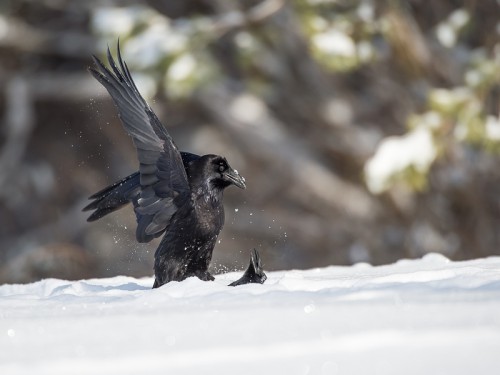 Kruk (ang. Common Raven, łac. Corvus corax)- 7431- Fotografia Przyrodnicza - WlodekSmardz.pl