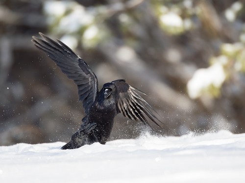 Kruk (ang. Common Raven, łac. Corvus corax)- 7434- Fotografia Przyrodnicza - WlodekSmardz.pl