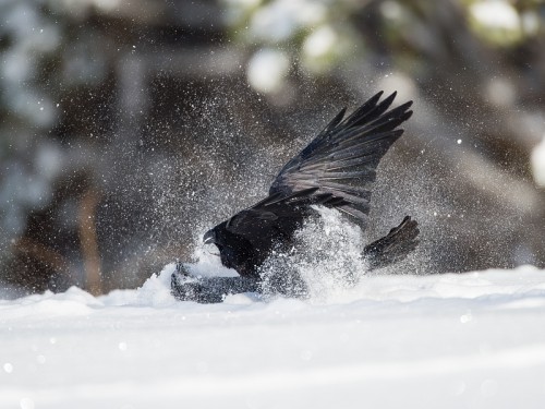 Kruk (ang. Common Raven, łac. Corvus corax)- 7436- Fotografia Przyrodnicza - WlodekSmardz.pl