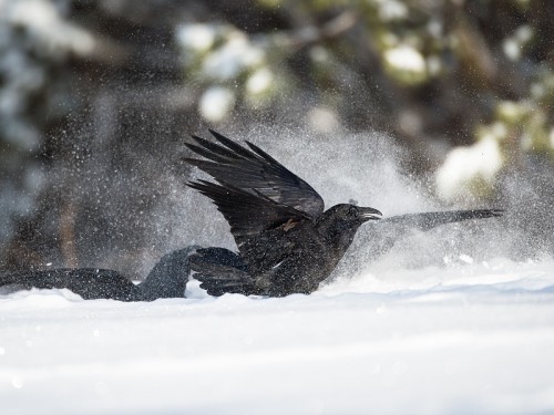 Kruk (ang. Common Raven, łac. Corvus corax)- 7432- Fotografia Przyrodnicza - WlodekSmardz.pl