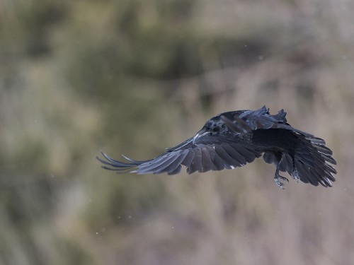 Kruk (ang. Common Raven, łac. Corvus corax)- 0845 - Fotografia Przyrodnicza - WlodekSmardz.pl