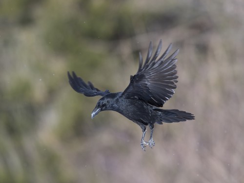 Kruk (ang. Common Raven, łac. Corvus corax)- 0847 - Fotografia Przyrodnicza - WlodekSmardz.pl