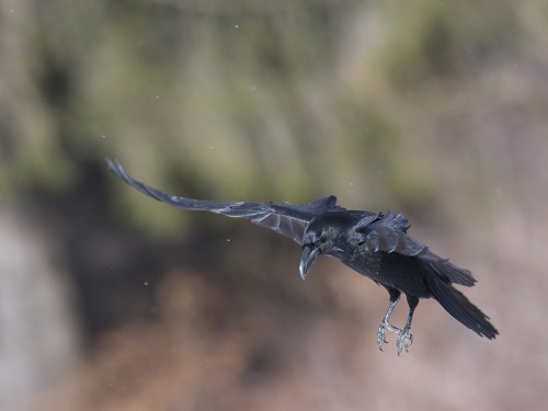 Kruk (ang. Common Raven, łac. Corvus corax)- 0850 - Fotografia Przyrodnicza - WlodekSmardz.pl