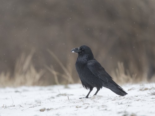 Kruk (ang. Common Raven, łac. Corvus corax)- 0900 - Fotografia Przyrodnicza - WlodekSmardz.pl