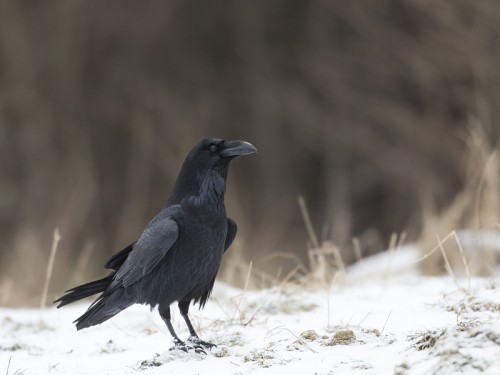 Kruk (ang. Common Raven, łac. Corvus corax)- 0911 - Fotografia Przyrodnicza - WlodekSmardz.pl