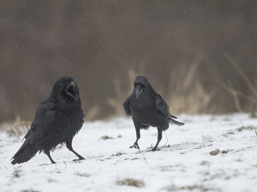 Kruk (ang. Common Raven, łac. Corvus corax)- 0963 - Fotografia Przyrodnicza - WlodekSmardz.pl