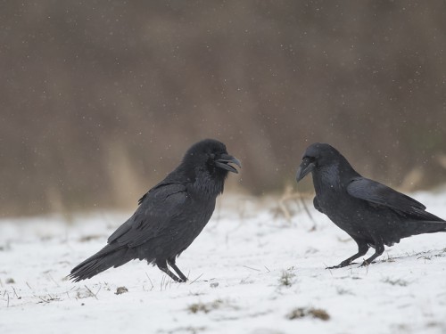 Kruk (ang. Common Raven, łac. Corvus corax)- 0967 - Fotografia Przyrodnicza - WlodekSmardz.pl