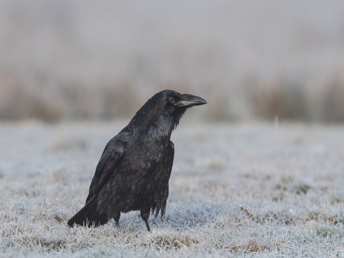Kruk (ang. Common Raven, łac. Corvus corax) - 7926- Fotografia Przyrodnicza - WlodekSmardz.pl