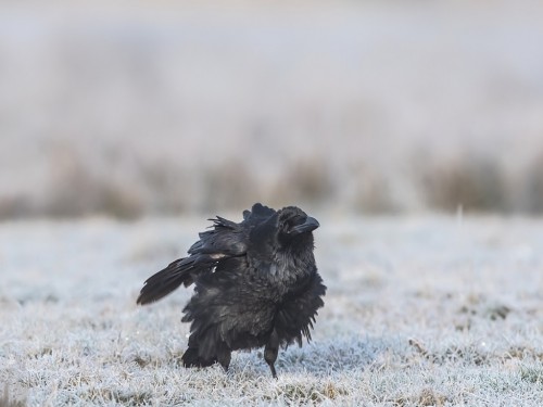 Kruk (ang. Common Raven, łac. Corvus corax) - 7935- Fotografia Przyrodnicza - WlodekSmardz.pl