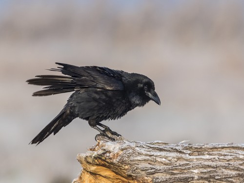 Kruk (ang. Common Raven, łac. Corvus corax) - 8058- Fotografia Przyrodnicza - WlodekSmardz.pl