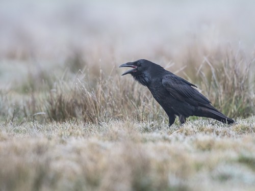 Kruk (ang. Common Raven, łac. Corvus corax) - 8857- Fotografia Przyrodnicza - WlodekSmardz.pl