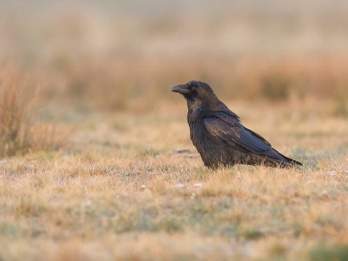 Kruk (ang. Common Raven, łac. Corvus corax)- 9148 - Fotografia Przyrodnicza - WlodekSmardz.pl