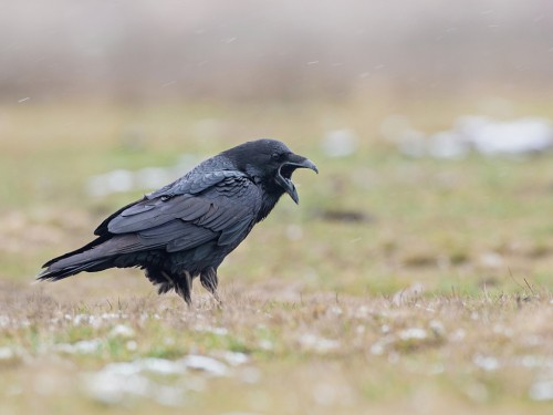 Kruk (ang. Common Raven, łac. Corvus corax) - 0002- Fotografia Przyrodnicza - WlodekSmardz.pl