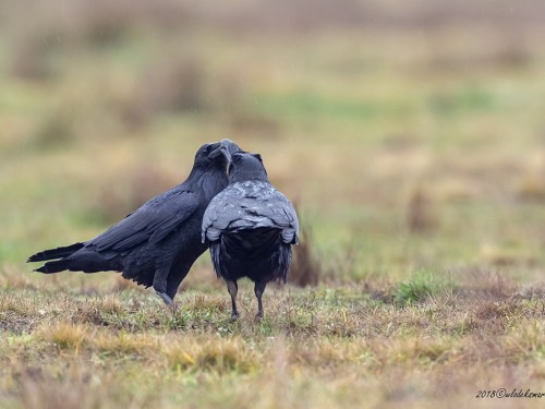 Kruk (ang. Common Raven, łac. Corvus corax) - 0553- Fotografia Przyrodnicza - WlodekSmardz.pl