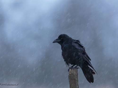 Kruk (ang. Common Raven, łac. Corvus corax) - 8101- Fotografia Przyrodnicza - WlodekSmardz.pl