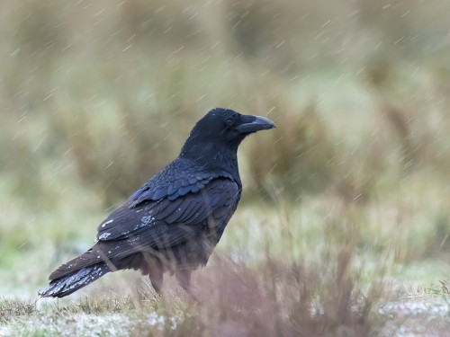 Kruk (ang. Common Raven, łac. Corvus corax) - 8202- Fotografia Przyrodnicza - WlodekSmardz.pl