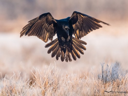 Kruk (ang. Common Raven, łac. Corvus corax) - 9895- Fotografia Przyrodnicza - WlodekSmardz.pl