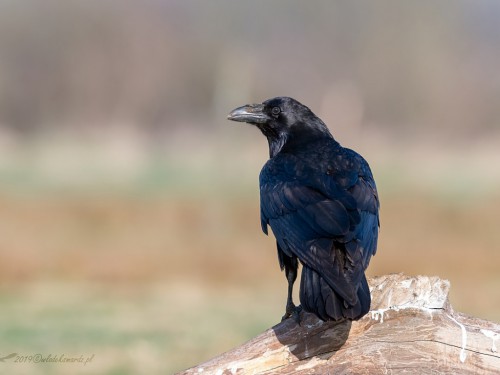 Kruk (ang. Common Raven, łac. Corvus corax) - 2907- Fotografia Przyrodnicza - WlodekSmardz.pl