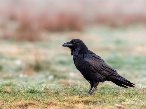 Kruk (ang. Common Raven, łac. Corvus corax) - 3027- Fotografia Przyrodnicza - WlodekSmardz.pl