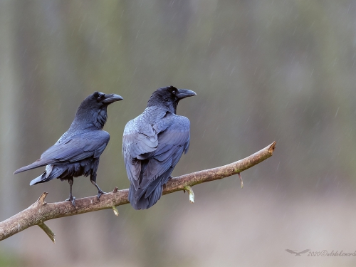 Kruk (ang. Common Raven, łac. Corvus corax) - 5012- Fotografia Przyrodnicza - WlodekSmardz.pl