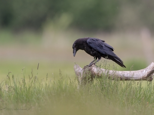 Kruk (ang. Common Raven, łac. Corvus corax) - 8011- Fotografia Przyrodnicza - WlodekSmardz.pl