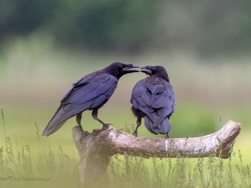Kruk (ang. Common Raven, łac. Corvus corax) - 9658- Fotografia Przyrodnicza - WlodekSmardz.pl
