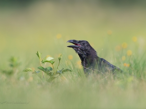 Kruk (ang. Common Raven, łac. Corvus corax) - 1357- Fotografia Przyrodnicza - WlodekSmardz.pl