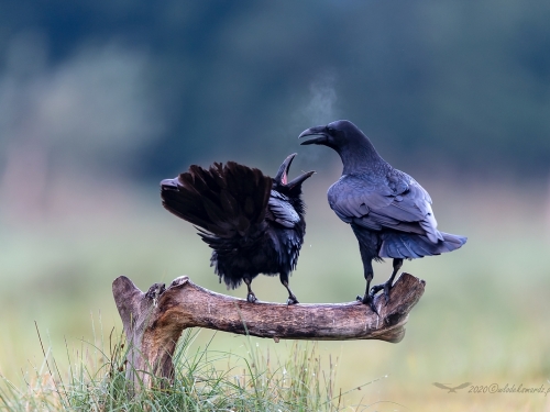 Kruk (ang. Common Raven, łac. Corvus corax) - 3265- Fotografia Przyrodnicza - WlodekSmardz.pl