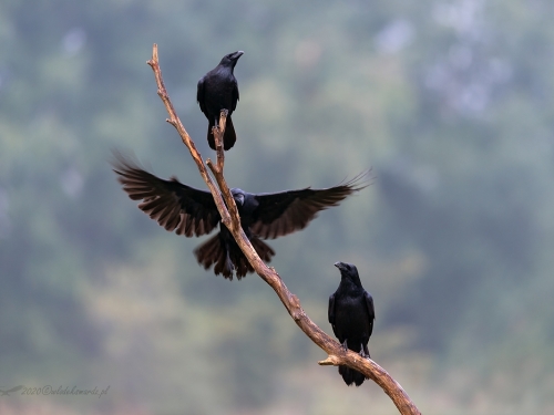 Kruk (ang. Common Raven, łac. Corvus corax) - 3442- Fotografia Przyrodnicza - WlodekSmardz.pl
