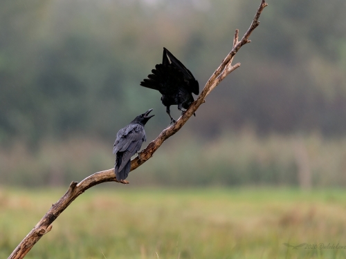 Kruk (ang. Common Raven, łac. Corvus corax) - 3801- Fotografia Przyrodnicza - WlodekSmardz.pl