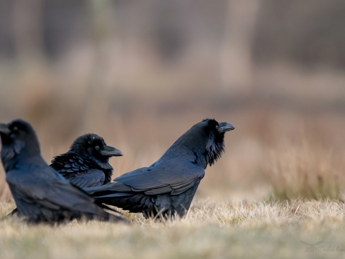 Kruk (ang. Common Raven, łac. Corvus corax) - 1660- Fotografia Przyrodnicza - WlodekSmardz.pl