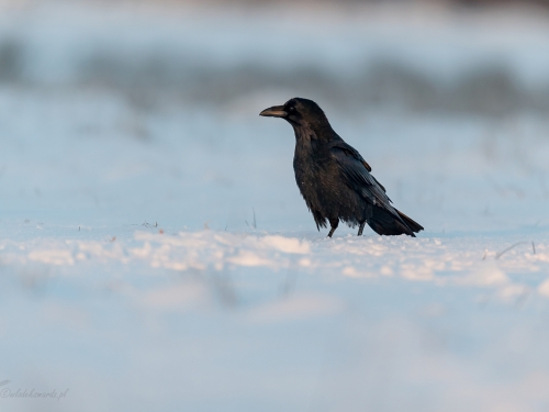 Kruk (ang. Common Raven, łac. Corvus corax) - 6372- Fotografia Przyrodnicza - WlodekSmardz.pl