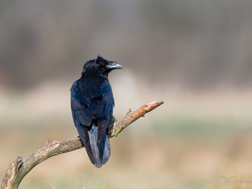 Kruk (ang. Common Raven, łac. Corvus corax) - 1920- Fotografia Przyrodnicza - WlodekSmardz.pl