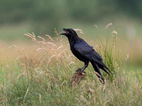 Kruk (ang. Common Raven, łac. Corvus corax) - 9709- Fotografia Przyrodnicza - WlodekSmardz.pl